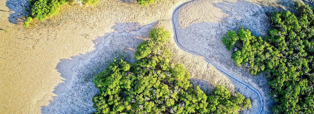 Mangroves and Estuaries