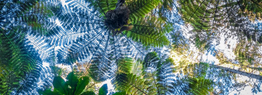 Looking up at forest and a large fern