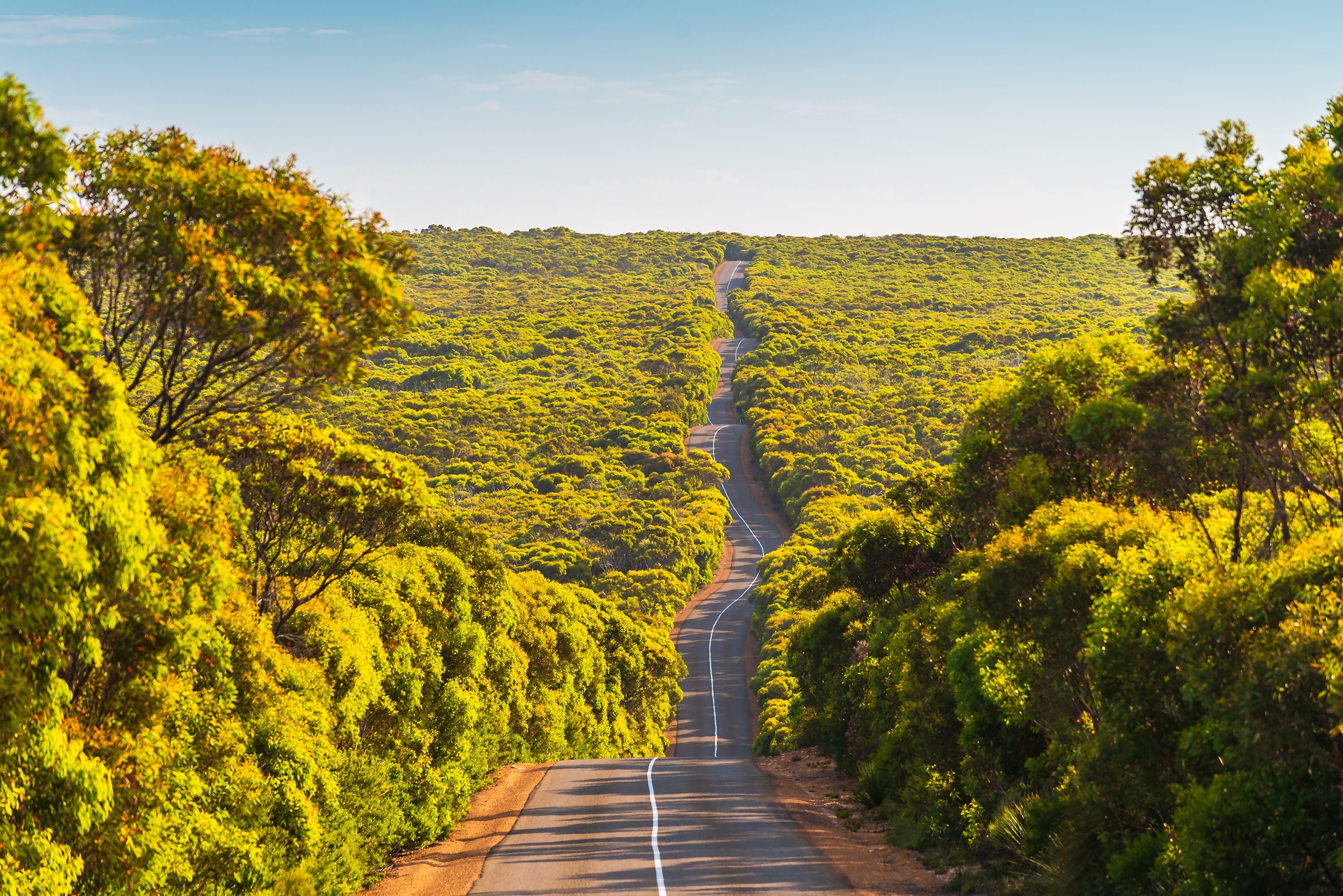 ong winding road on Kangaroo Island through bushland and gumtrees, Flinders Chase National Park, South Australia