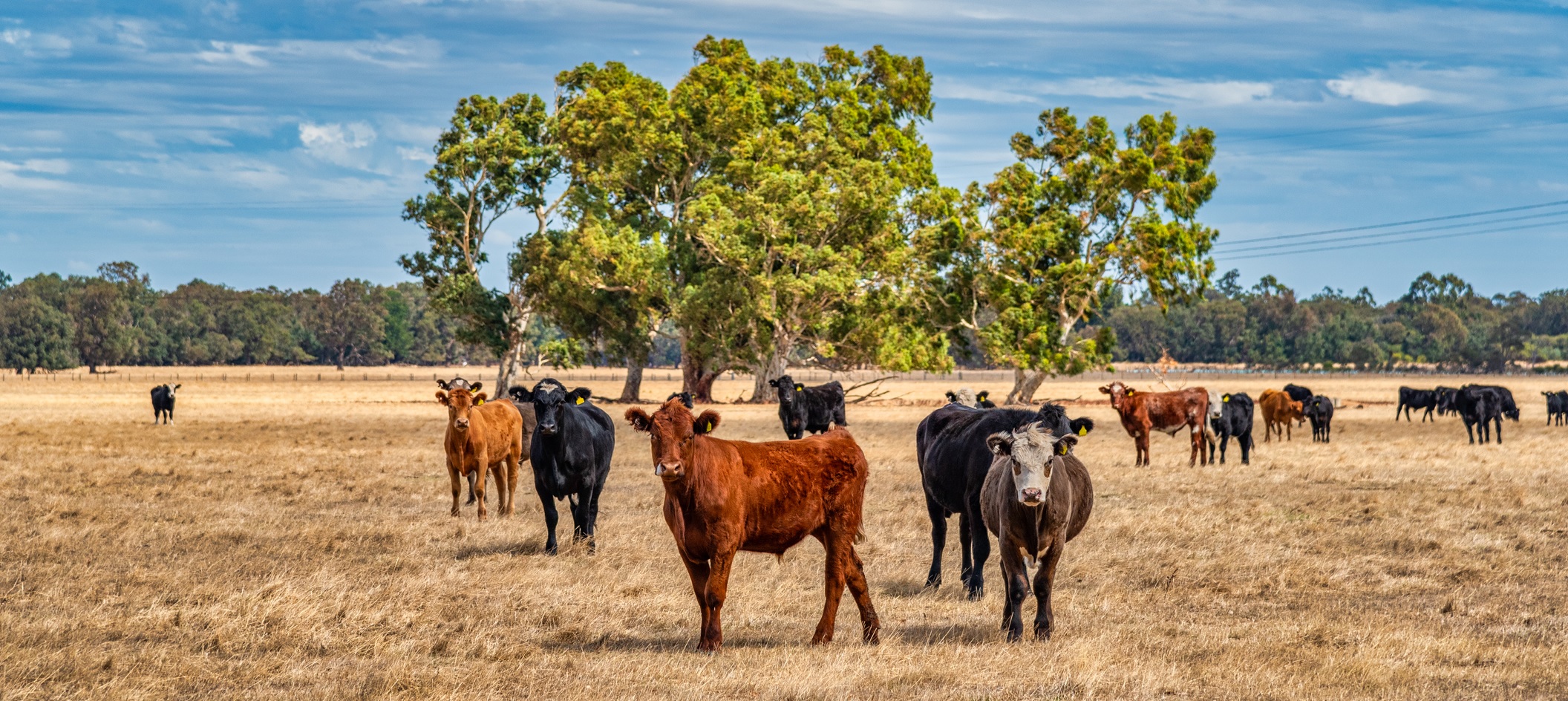 Cows grazing in the meadow at country WA Perth Australia