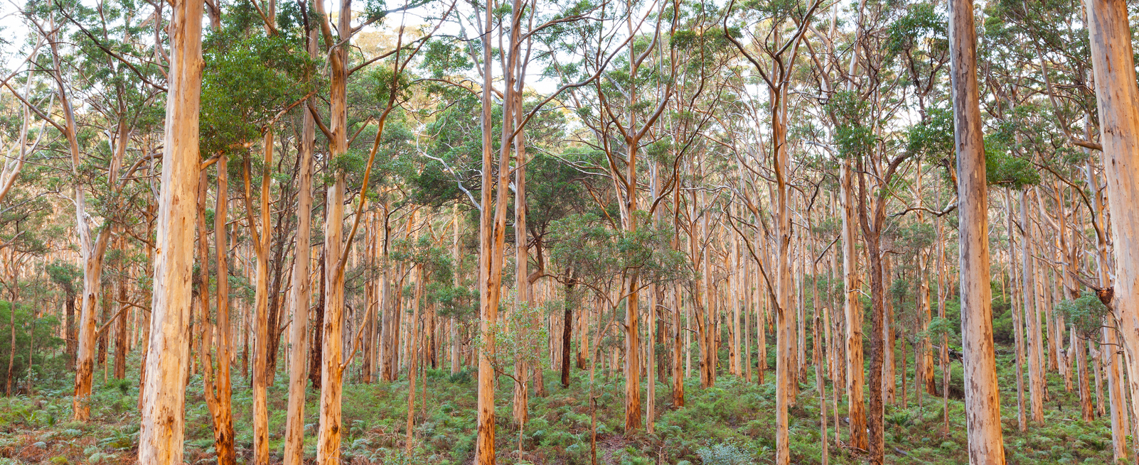 The Boranup Karee Forest near the town of Margaret River, Western Australia.