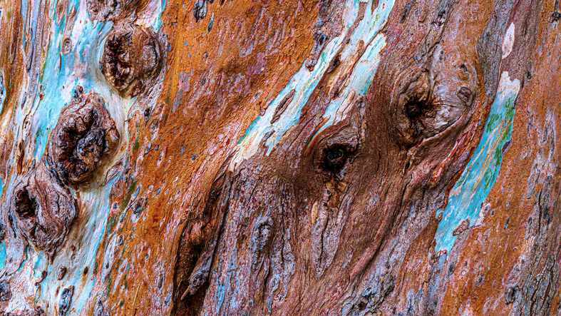 Tree bark from native trees