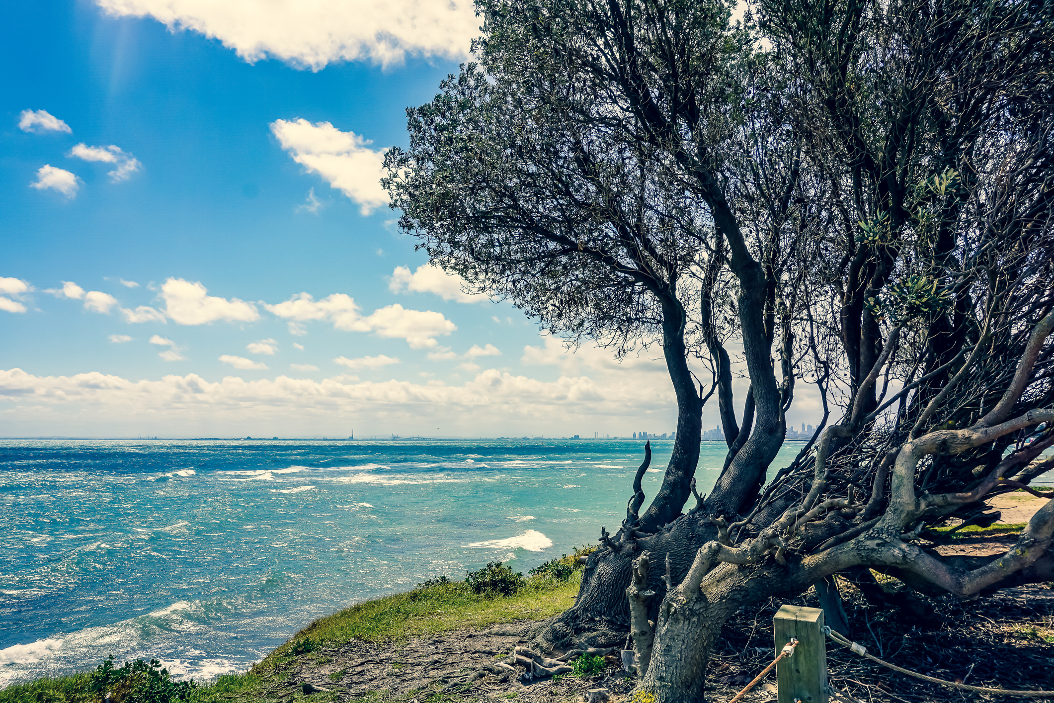 View of the ocean with a tree in front in Australia