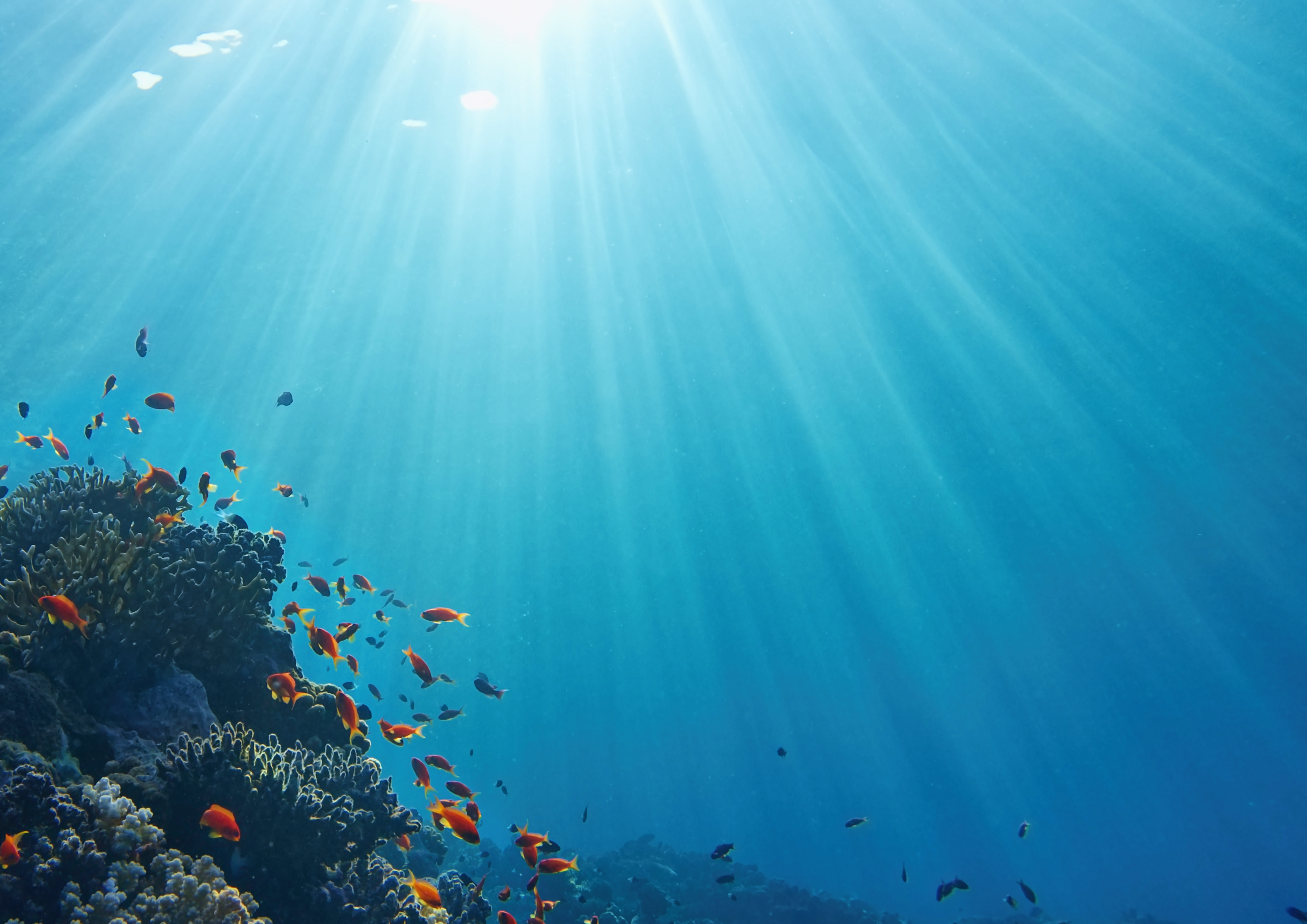 Sun beams shinning underwater on the tropical coral reef. 