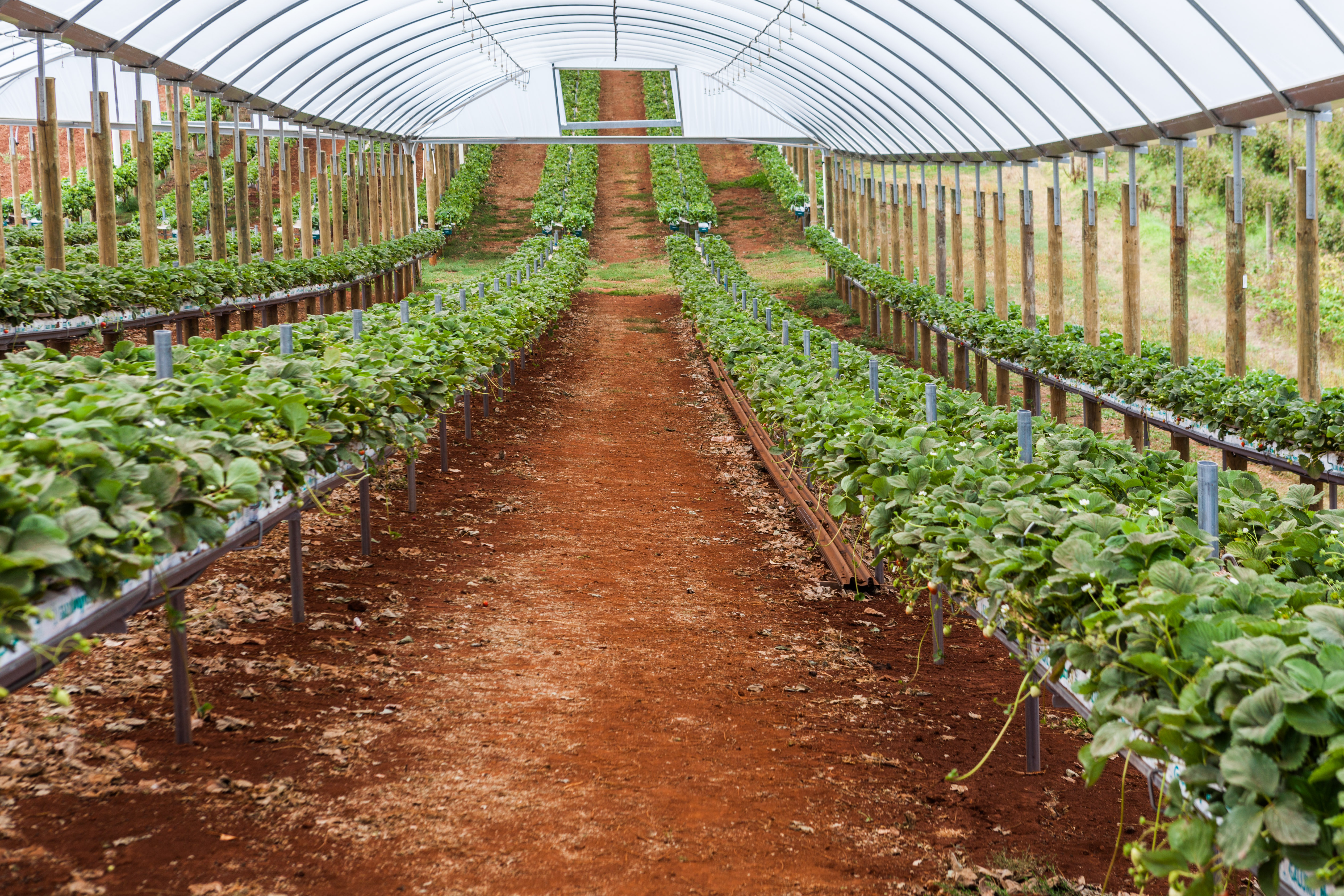 Strawberries in a greenhouse