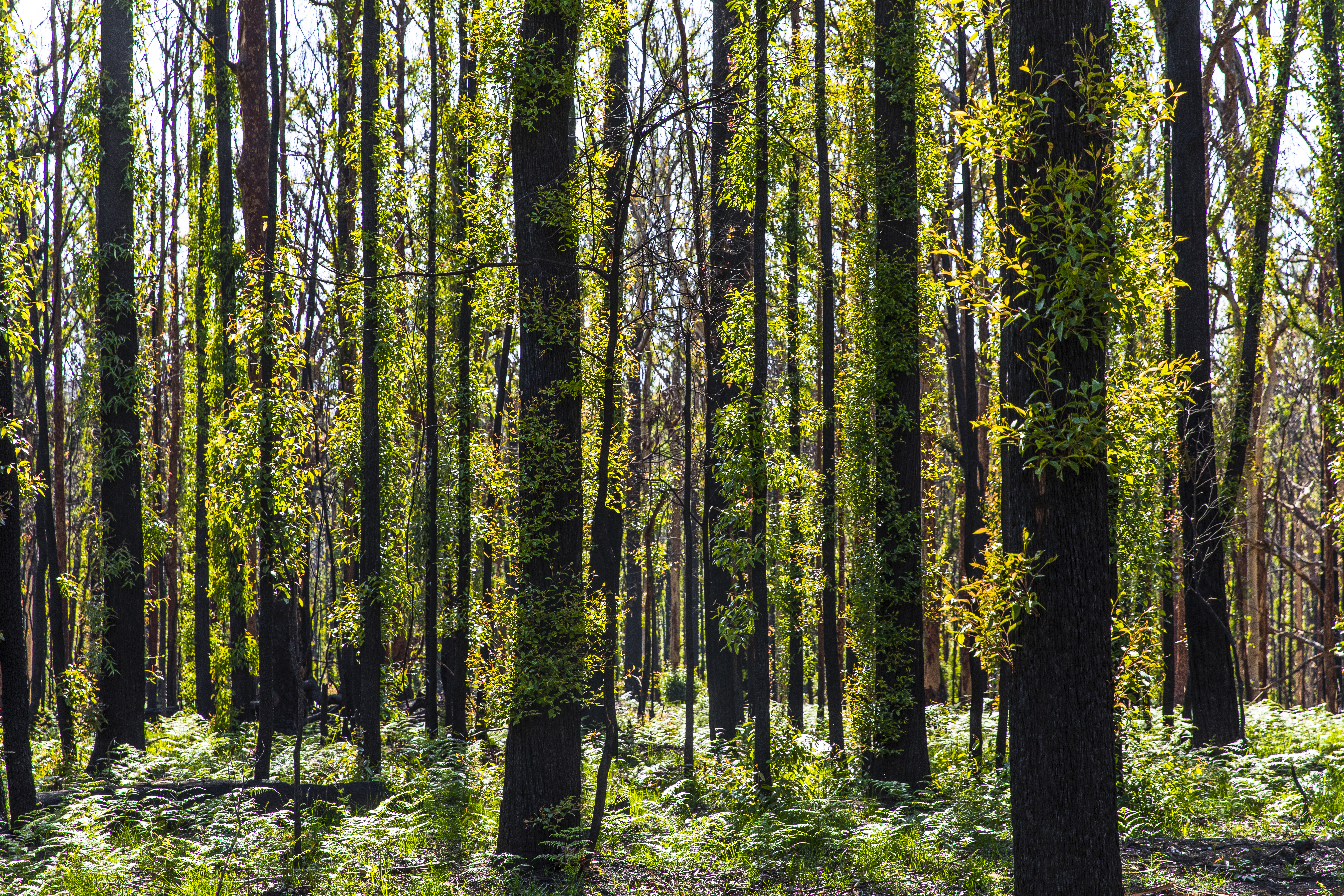 Regrowth on Burnt Trees