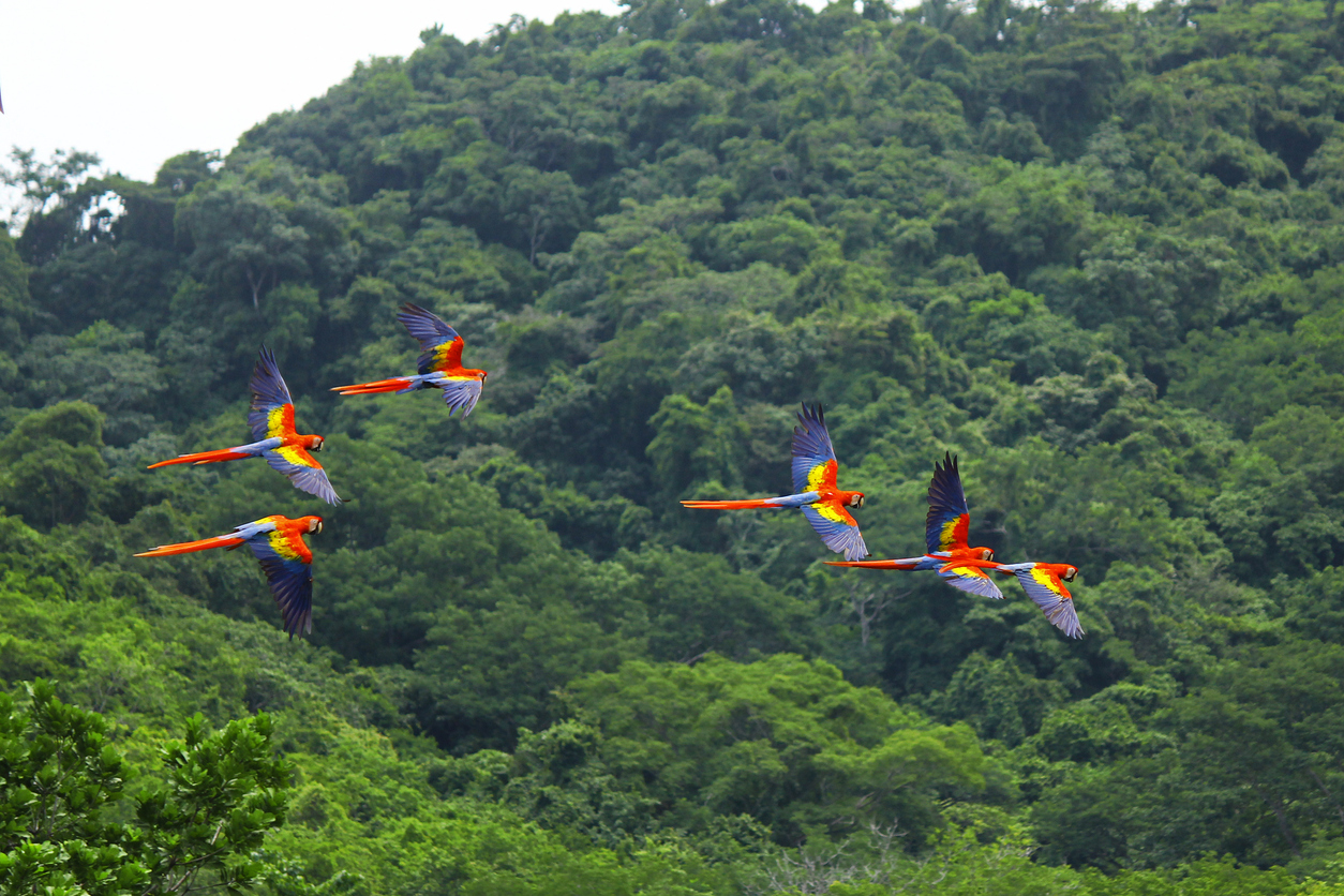 Scarlet macaws flying over valley