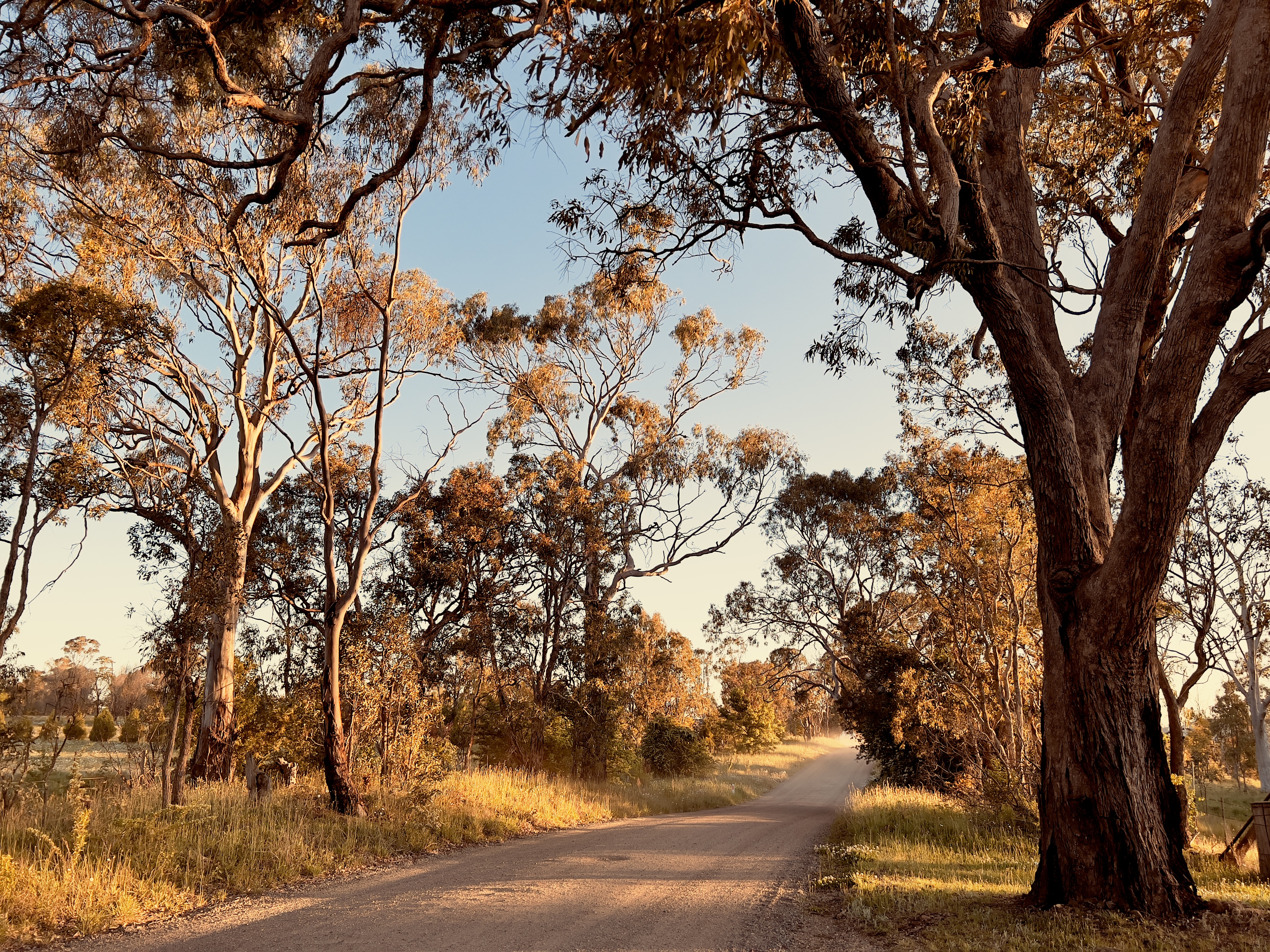 Horizontal landscape photo of a dirt road lined with grass, shrubs and Eucalyptus trees lit up by the late afternoon sunshine near Armidale, New England high country, NSW in Spring