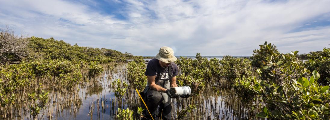 Scientist collecting a sediment core to assess carbon sequestration rates in the sediment of a tidal seagrass bed