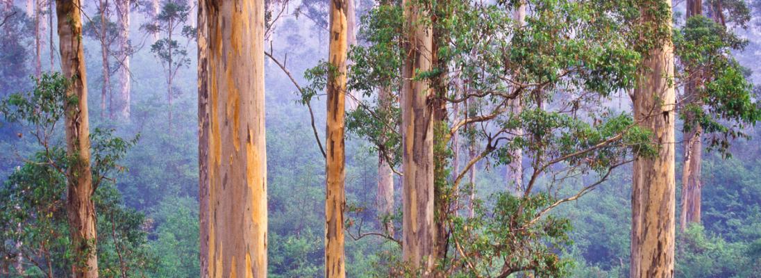 View from the Bicentennial Tree in the Warren National Park, a 15 minute drive from Pemberton in south-west Western Australia on a misty and smoky morning