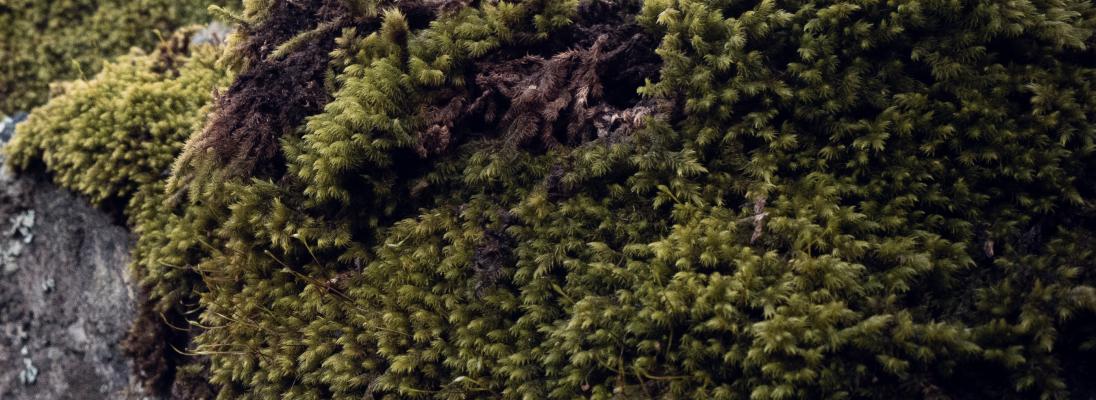 Moss