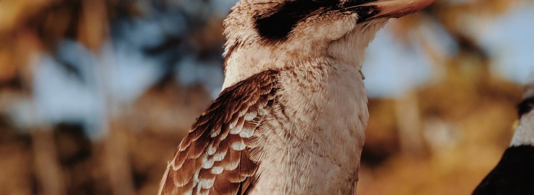 Kookaburra