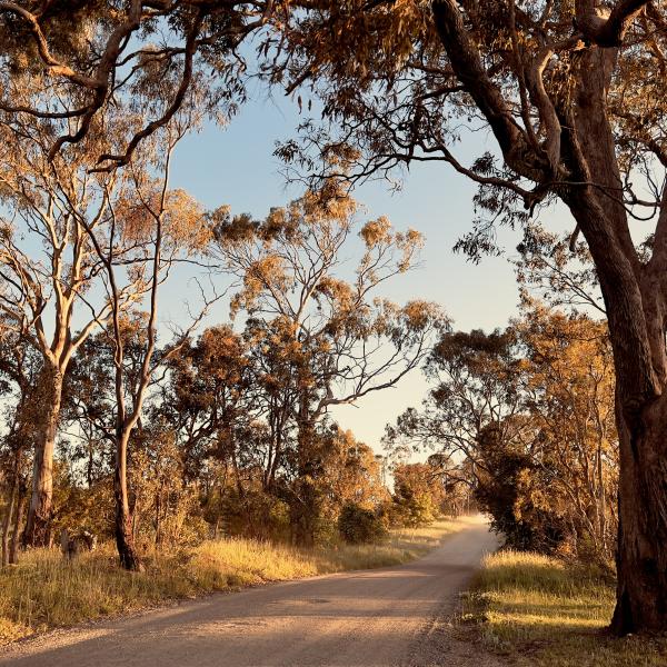 Horizontal landscape photo of a dirt road lined with grass, shrubs and Eucalyptus trees lit up by the late afternoon sunshine near Armidale, New England high country, NSW in Spring