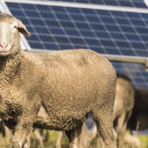 Flock Of Sheep On Grassy Field By Solar Panels