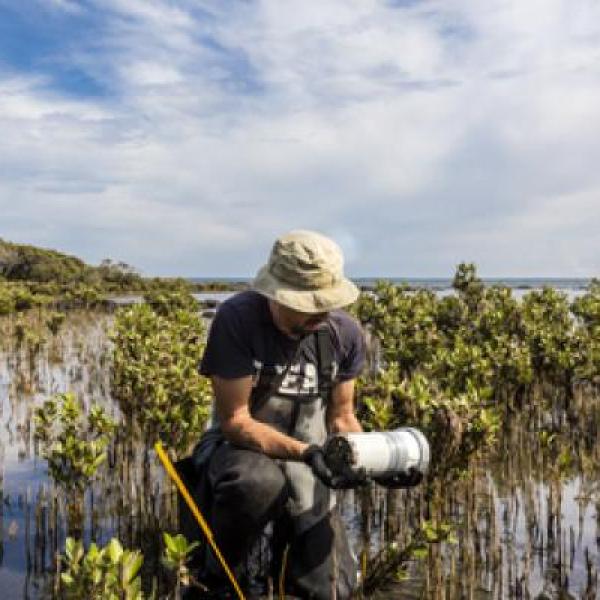 Man in hat performing soil carbon testing in coastal mangroves