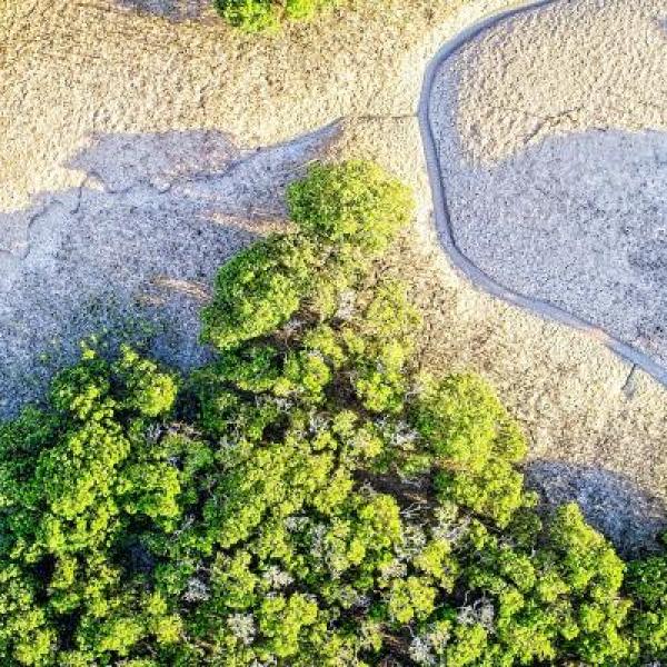 Mangroves and Estuaries