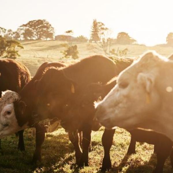 Climate Change Authority releases new consultation paper