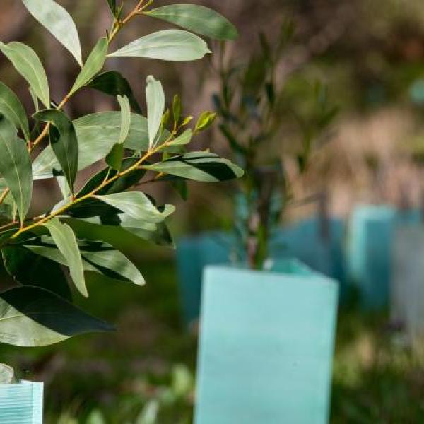 Revegetation using eucalyptus trees in Australia
