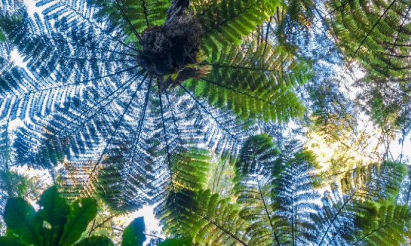 Looking up at forest and a large fern