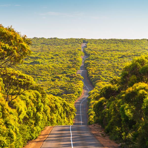 ong winding road on Kangaroo Island through bushland and gumtrees, Flinders Chase National Park, South Australia