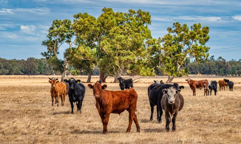 Cows grazing in the meadow at country WA Perth Australia