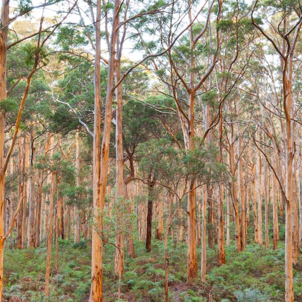 The Boranup Karee Forest near the town of Margaret River, Western Australia.