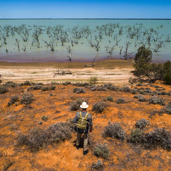  Man overlooking dead trees in lake Menindee in a sunny day, outback Australia