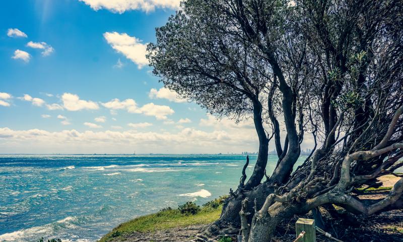View of the ocean with a tree in front in Australia