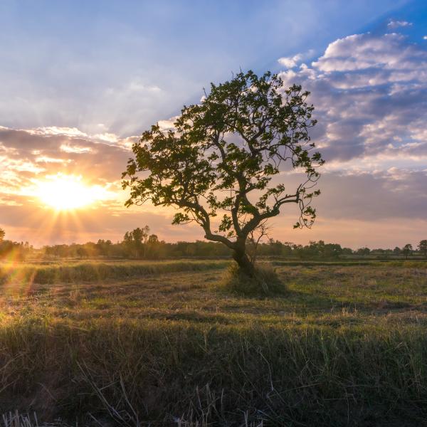 Abstract nature magical sunrise with tree background.