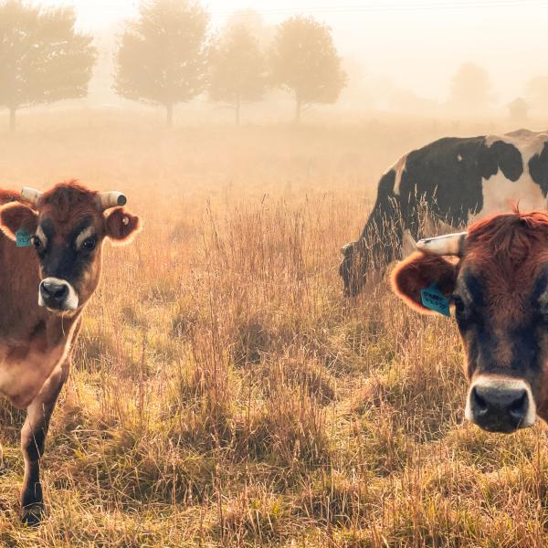 Cows grazing in the meadow at Armidale