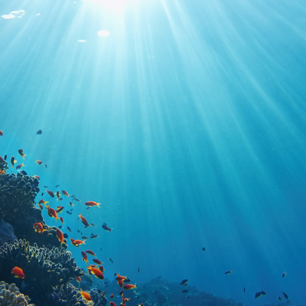 Sun beams shinning underwater on the tropical coral reef.