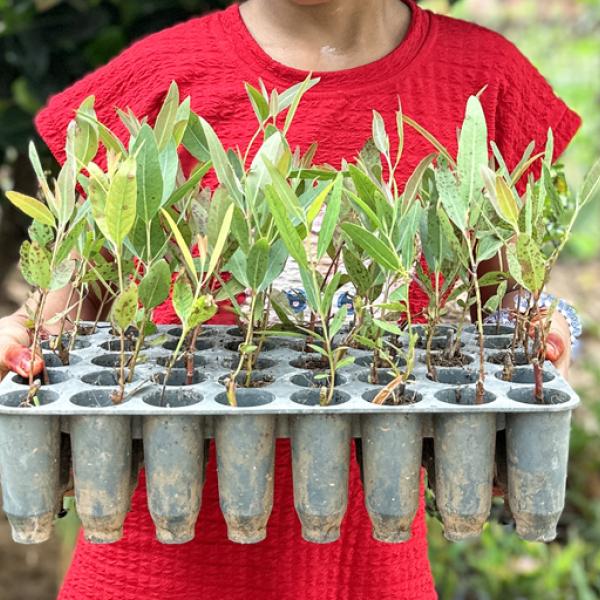 Women holding gum tree seedlings