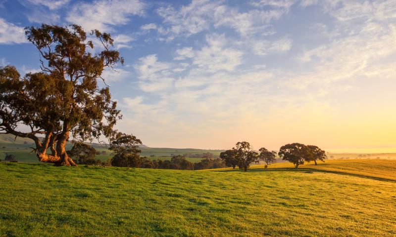 Clare Field