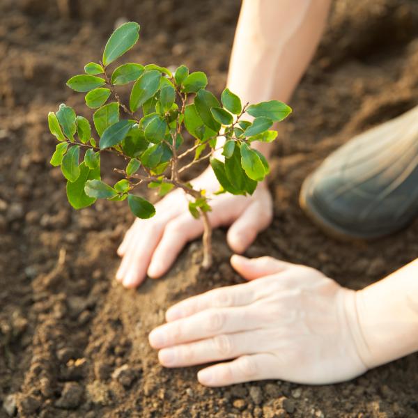 Sapling being planted in soil