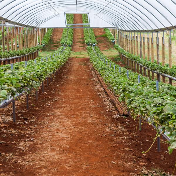 Strawberries in a greenhouse