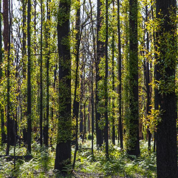 Regrowth on Burnt Trees