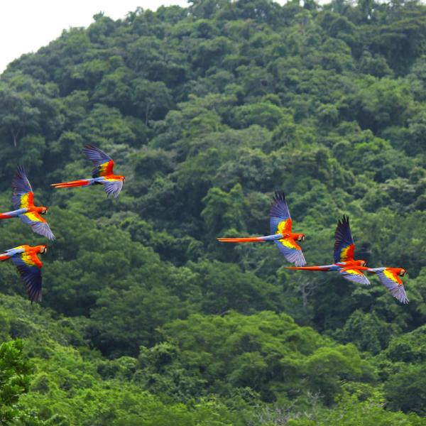 Scarlet macaws flying over valley