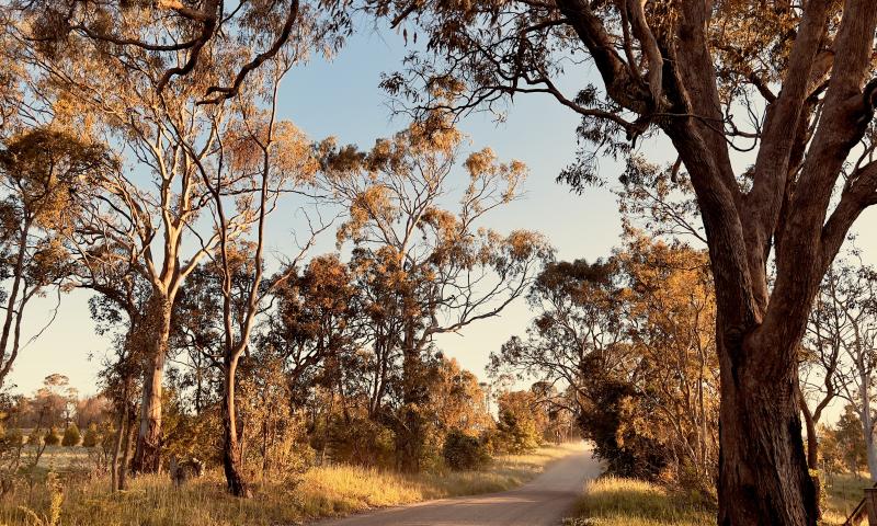 Horizontal landscape photo of a dirt road lined with grass, shrubs and Eucalyptus trees lit up by the late afternoon sunshine near Armidale, New England high country, NSW in Spring