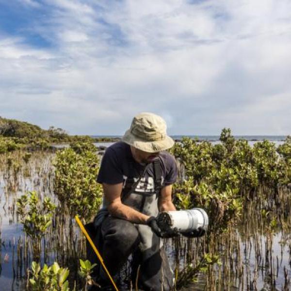 Scientist collecting a sediment core to assess carbon sequestration rates in the sediment of a tidal seagrass bed