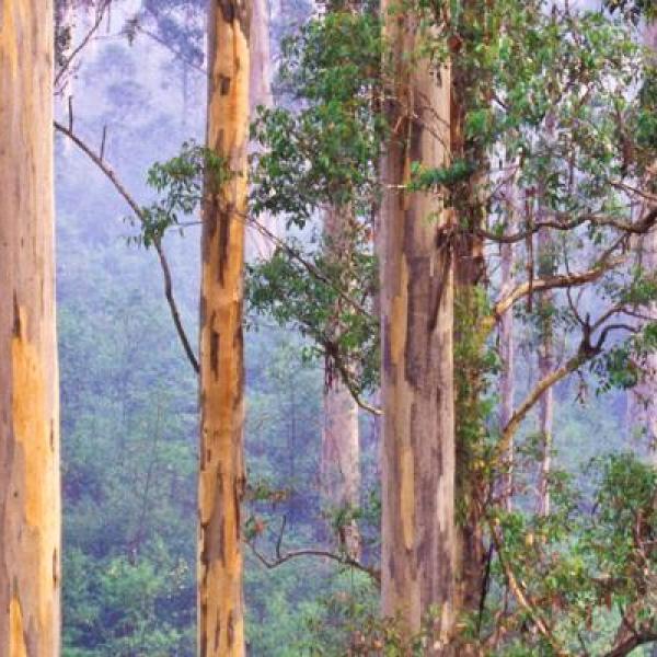 View from the Bicentennial Tree in the Warren National Park, a 15 minute drive from Pemberton in south-west Western Australia on a misty and smoky morning