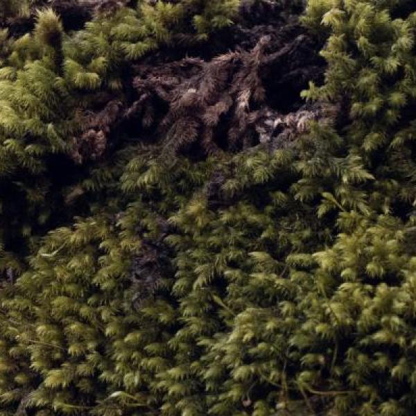 Moss