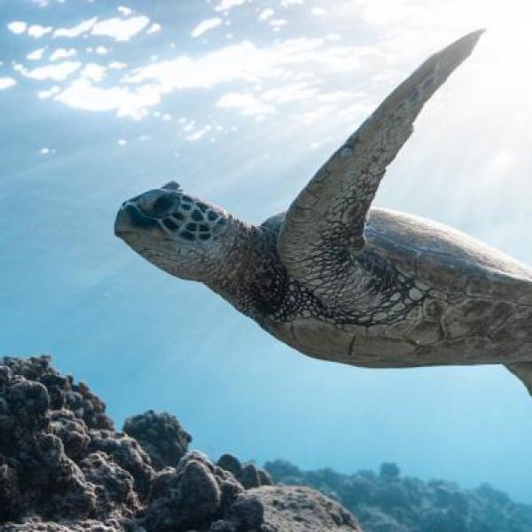 Sea tutle
