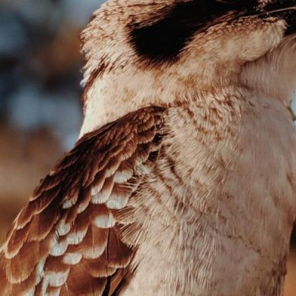 Kookaburra