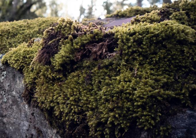 Moss
