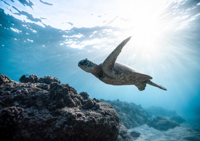 Sea tutle