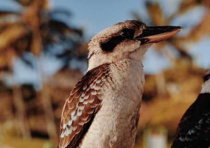 Kookaburra