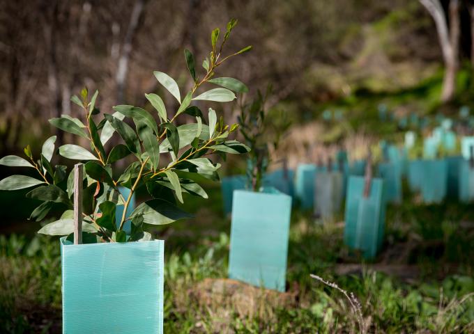 Revegetation using eucalyptus trees in Australia