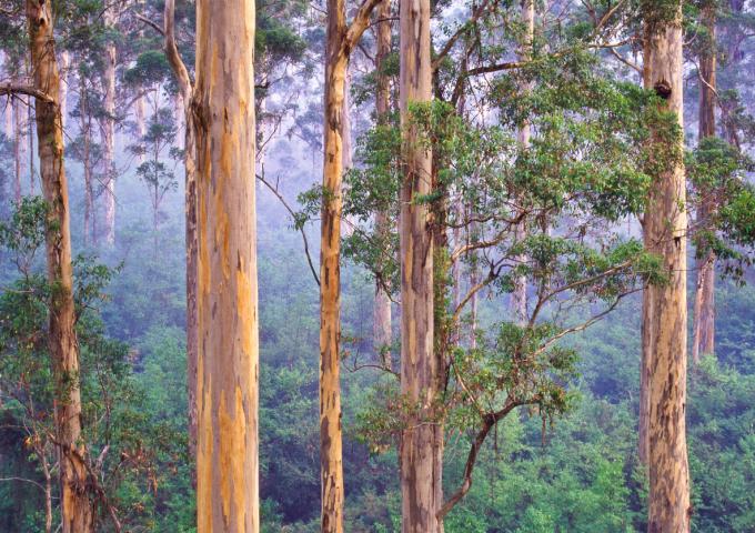View from the Bicentennial Tree in the Warren National Park, a 15 minute drive from Pemberton in south-west Western Australia on a misty and smoky morning