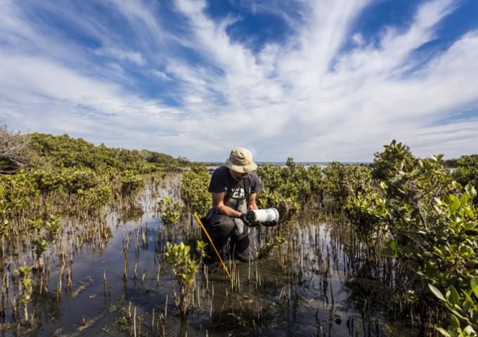 Man in hat performing soil carbon testing in coastal mangroves
