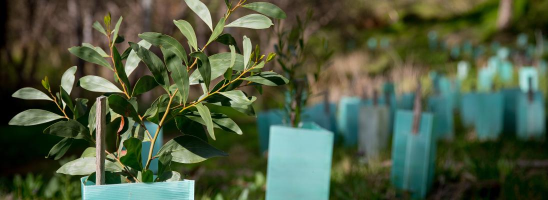 Revegetation using eucalyptus trees in Australia